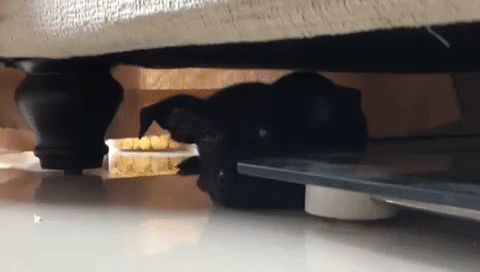 新加坡爲什麽沒有狂犬病?連本地人都不知道的一段黑曆史