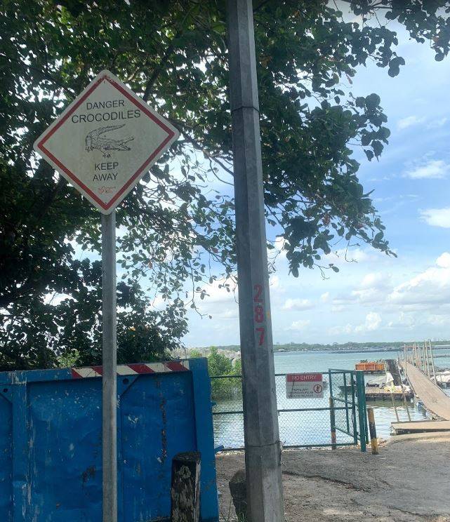 Lim Chu Kang码头出现巨大鳄鱼,巨大身形引人注目