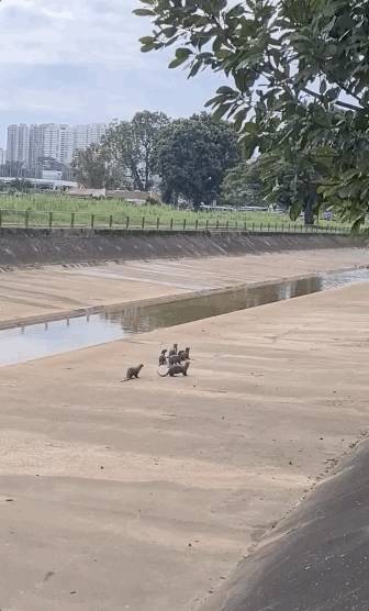 新加坡水獭再次发生斗殴事件!这次它们的对手是野狗帮