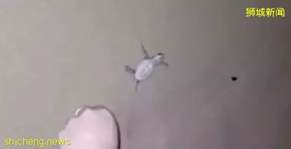 这是多么暖心的一瞬间,民众联手帮助迷路的海龟宝宝