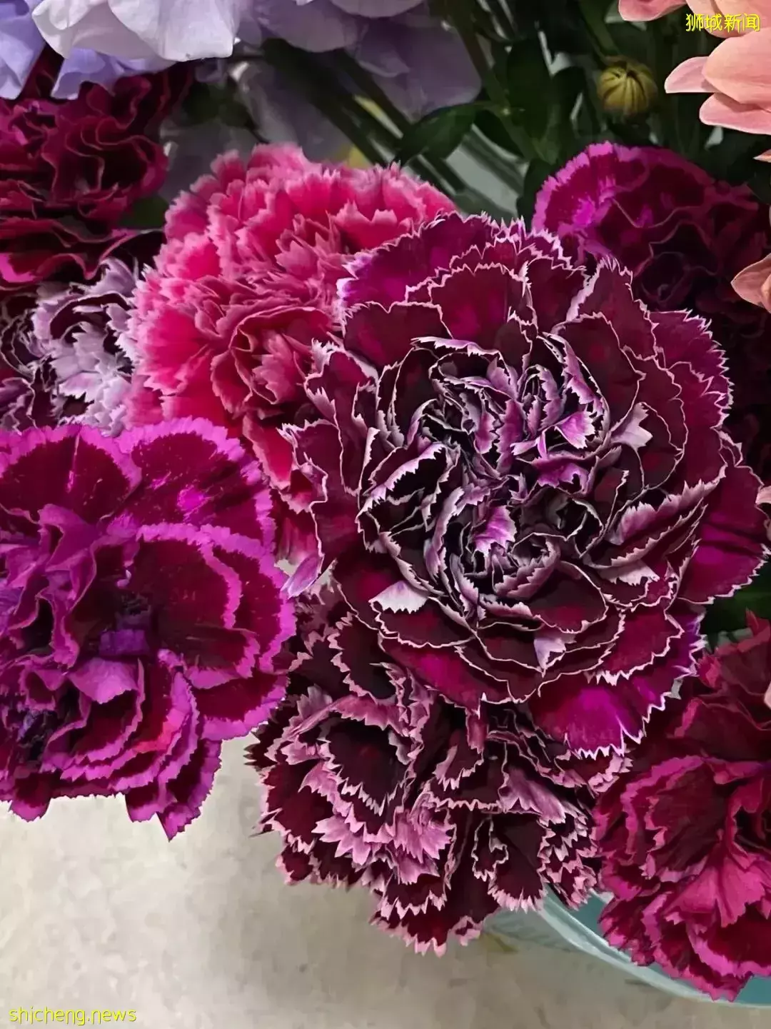 鮮花在熱帶也能養1個月？資深花友新加坡買花、養護大揭秘