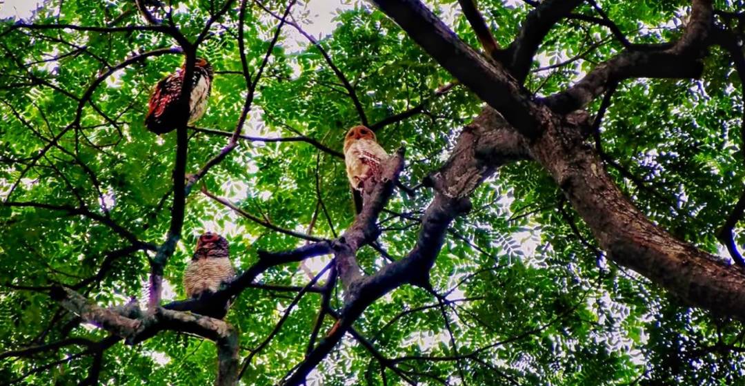 新加坡最好玩的海灘公園!趕海、騎馬、劃艇、樹籬迷宮、燒烤露營,超適合家庭出遊