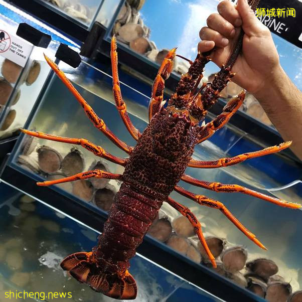 最全整理!新加坡9家订海鲜网站,甜虾、生蚝、海胆、日本扇贝