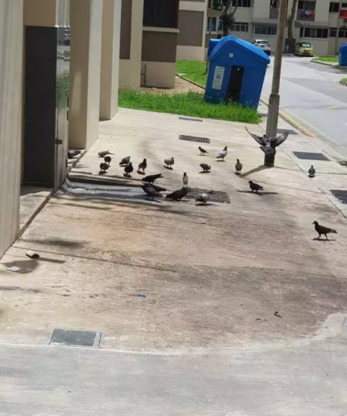 Aljunied社區一些居民從窗戶亂丟垃圾,這也太