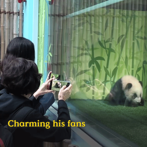 为看一眼新加坡出生的小熊猫,他们排队几小时
