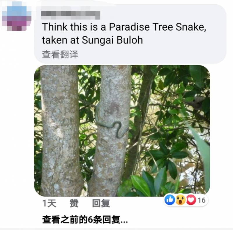 李顯龍總理發了這張小動物照片，竟引來無數人自曝