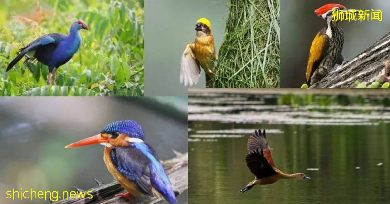 新加坡人少景美的5個遛娃公園,第一個就心動了