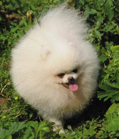 新加坡这家人后院进巨蟒,一口吞下宠物狗!主人惊呆了