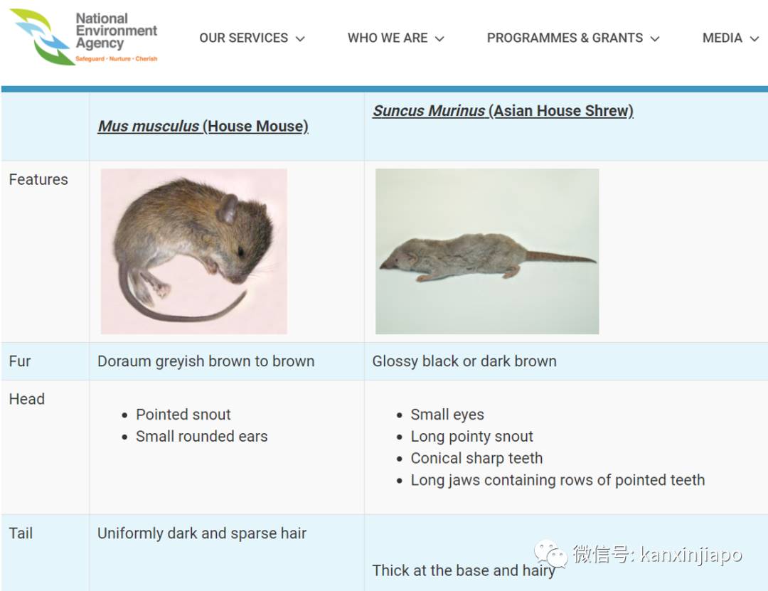 過街老鼠，人人喊打！但新加坡組屋區夜晚竄出的其實是