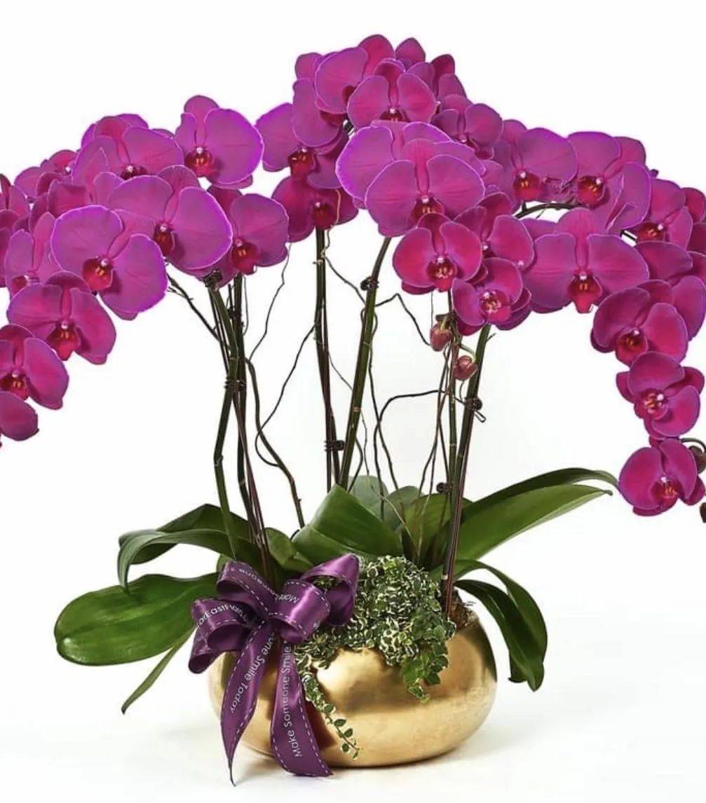 新加坡哪裏買花最劃算，最有創意？想表白，看這裏