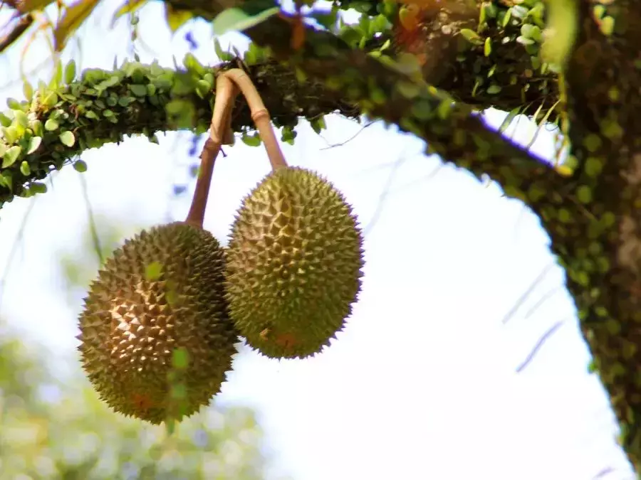 榴梿大豐收!新加坡貓山王下個月只要$12/KG!最好吃的榴梿在馬來西亞這個地方