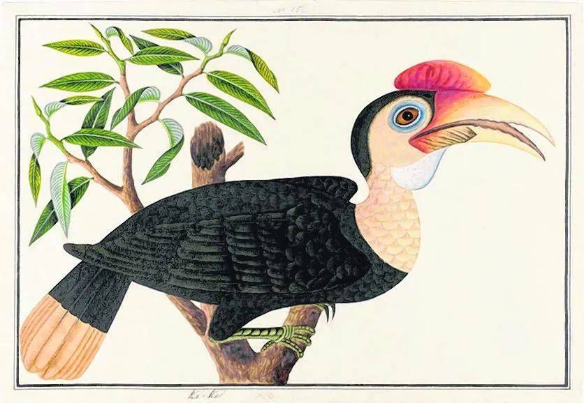 等等,马来同胞心目中的凤凰原来是新加坡实龙岗地区的