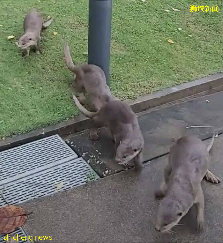 小心!有人在新加坡濱海灣花園徒步,被2米蟒蛇咬傷