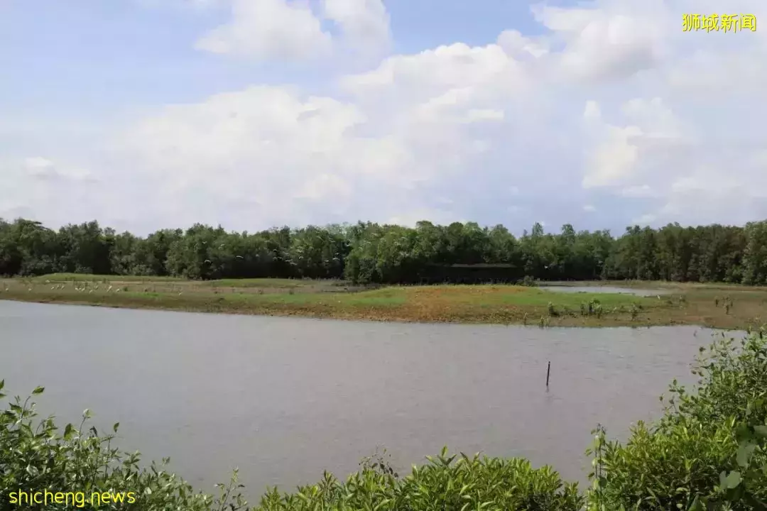 4天小長假!請來新加坡最美的濕地,超500種熱帶動植物免費看