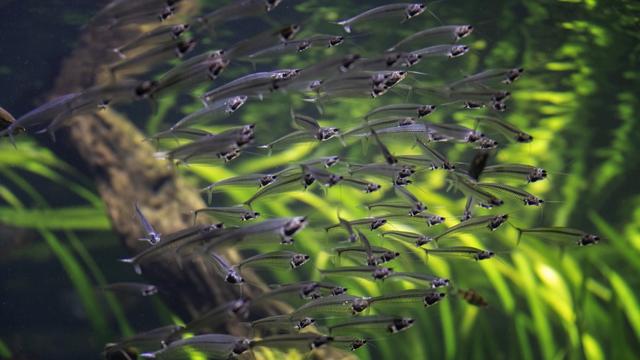 新加坡10天深度自由行，感受世界最嚴法律下的四大種族交融之地3