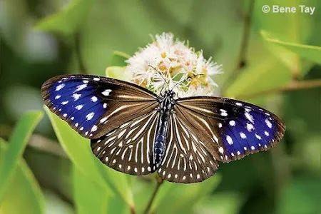 新加坡最好玩的海灘公園!趕海、騎馬、劃艇、樹籬迷宮、燒烤露營,超適合家庭出遊