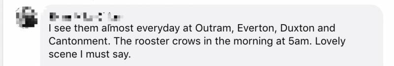 新加坡解封首個周末,22起交通事故!野雞闖入地鐵站!已經忘了怎麽出門!