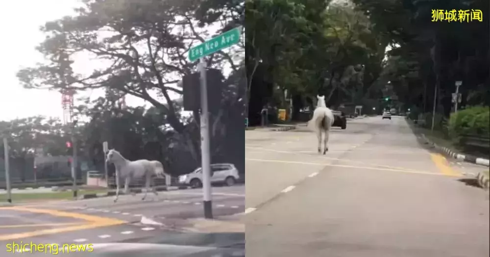 新加坡富人區驚現一匹黑馬奔騰！網友表示：好羨慕花園城市