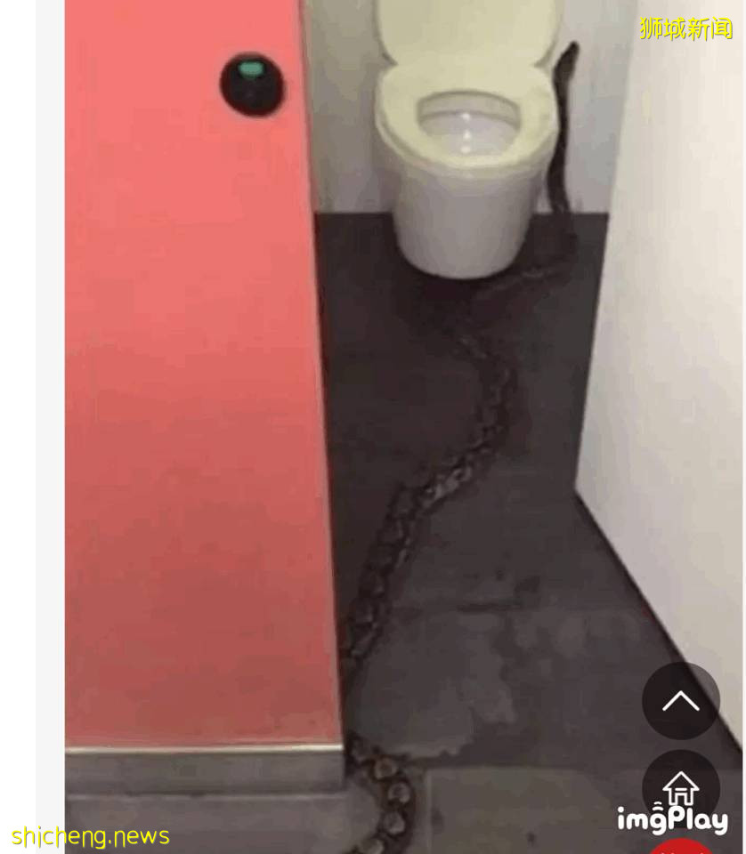 新加坡驚現人臉貓頭鷹！這些恐怖小動物，你碰到過嗎