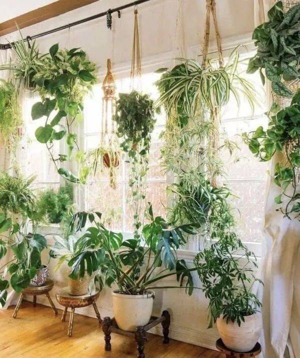 在新加坡哪裏買綠植最合適？走起來