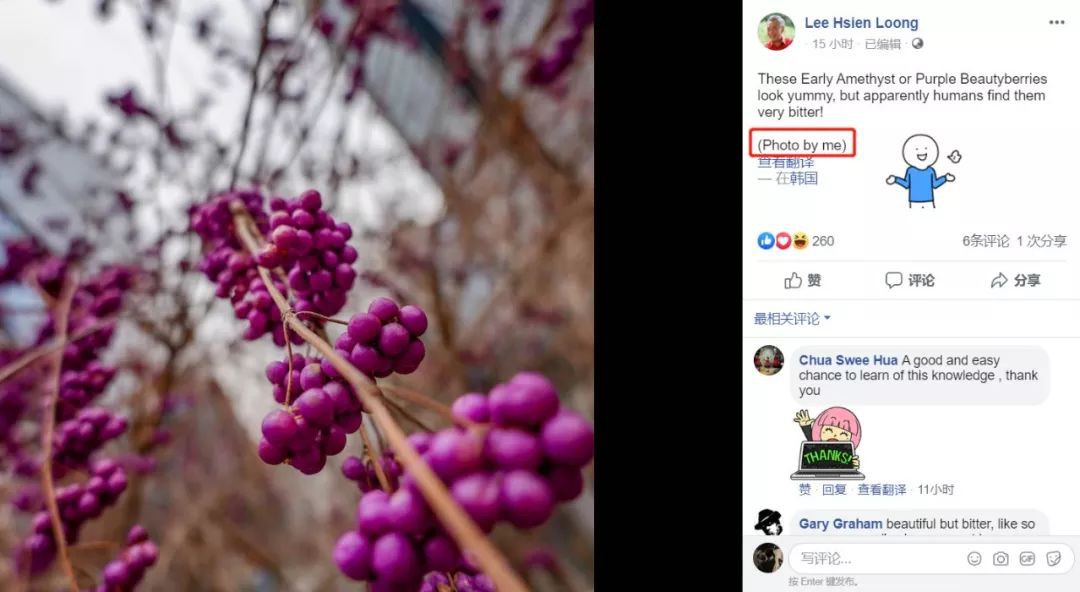 李显龙CP秀恩爱放大招:在韩国搭了个“凯旋门”!