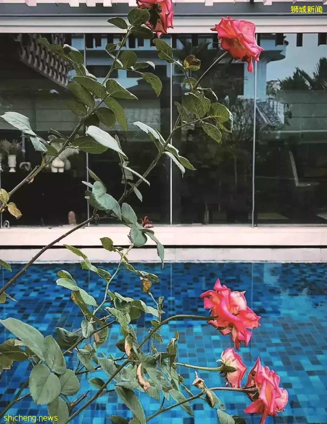 新加坡爱马仕女王“新家”曝光!私人泳池25米、鸡住海景房