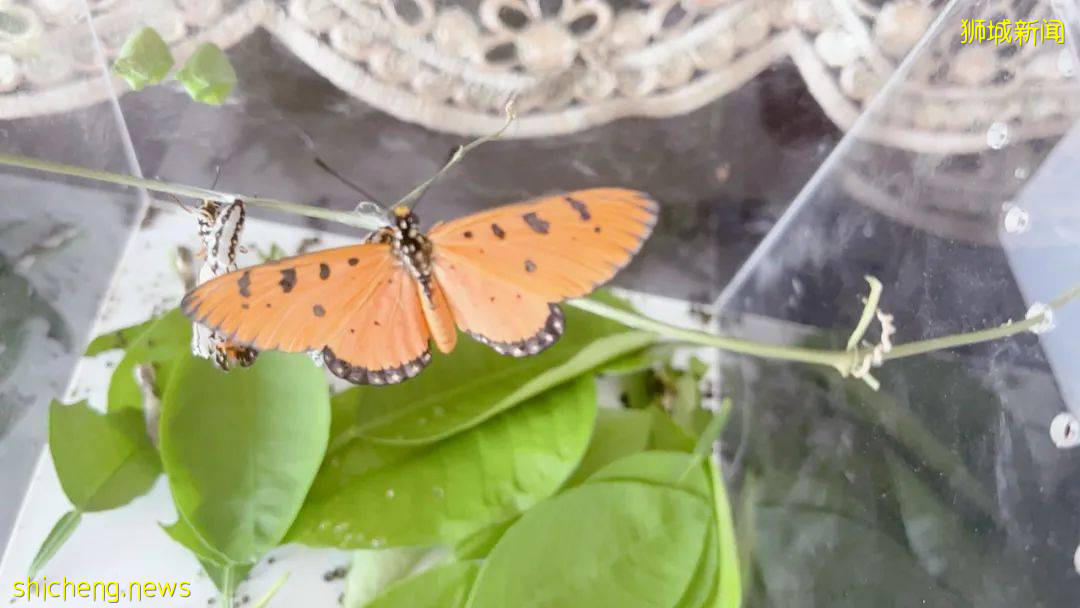 別人家養貓養狗當寵物,我兒子卻喜歡在新加坡養毛毛蟲