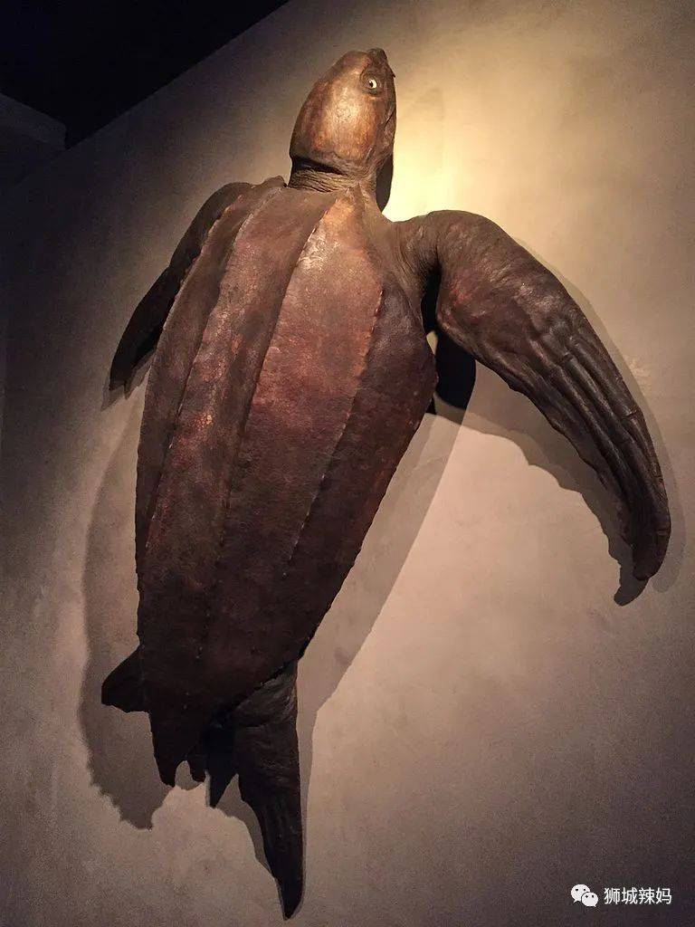 恐龍化石、抹香鯨骨架、初代巨星阿明……100W+動植物標本竟然藏在新加坡這個地方