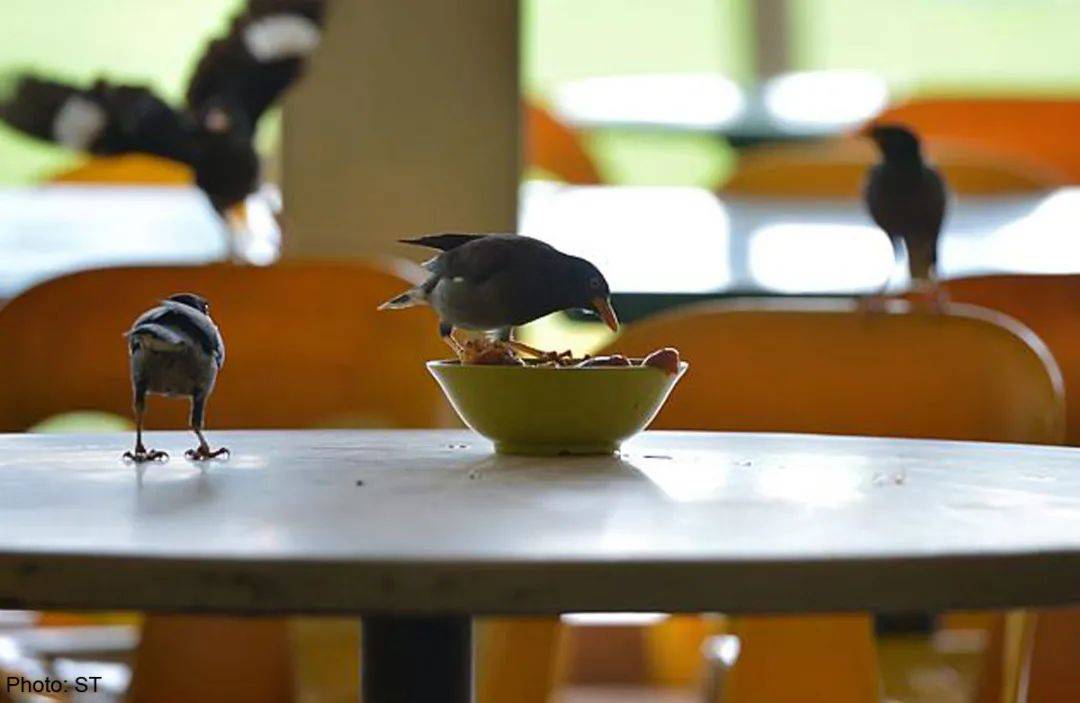 实拍新加坡八哥大战啄木鸟!过程太刺激