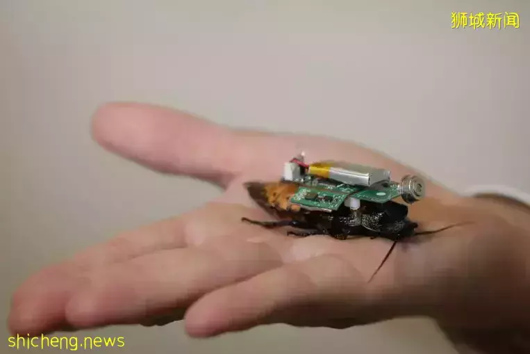 科學家研制 背裝電動系統 蟑螂變身災場搜救員