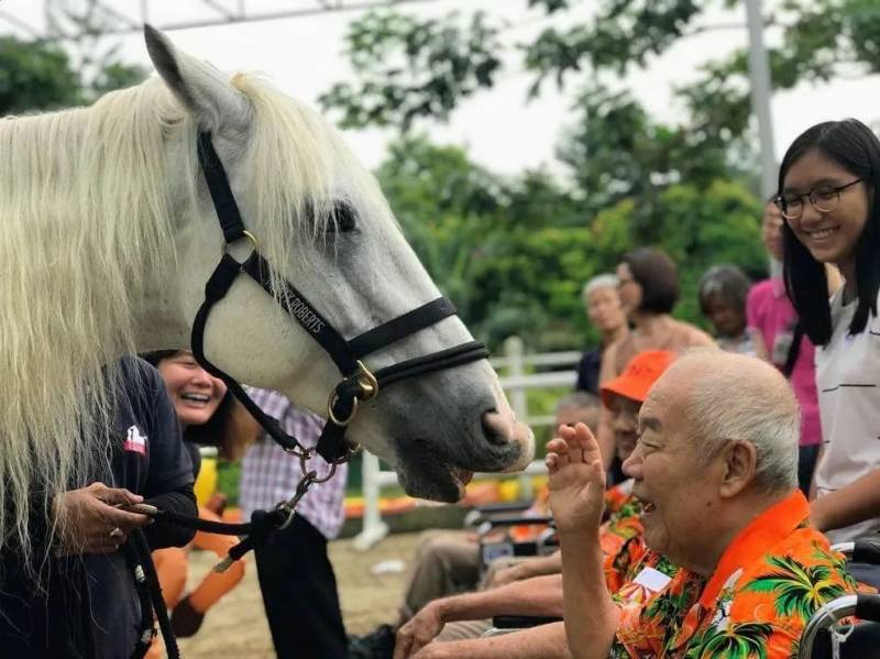 迷你矮脚马闪现爱雍·乌节,为公益活动助力