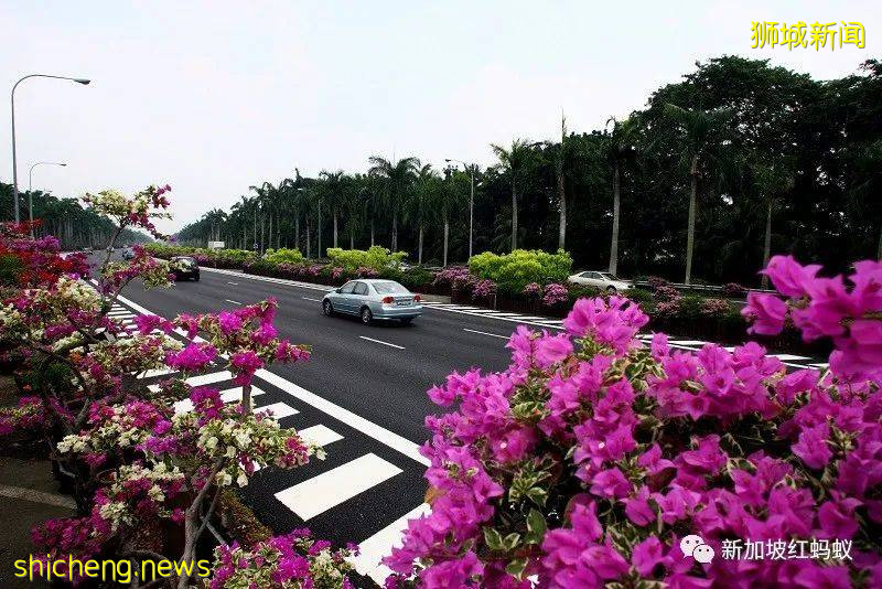 美國學者：新加坡人愛抱怨愛埋怨政府，但也罵出很多成就