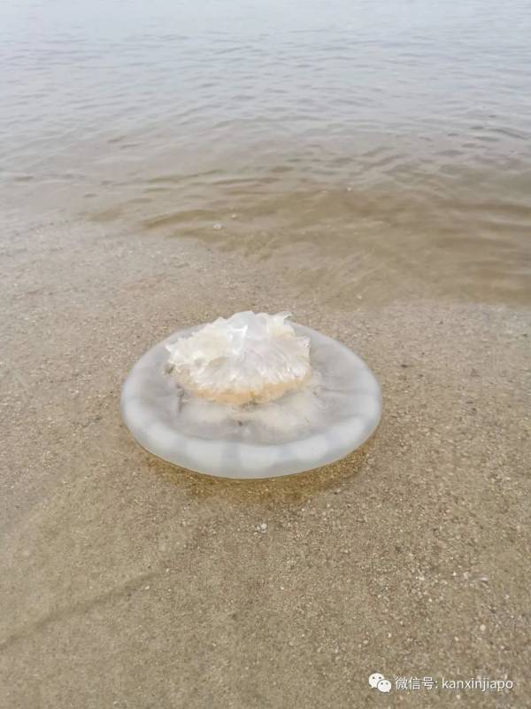 新加坡公園驚現蟒蛇，世界最長!絞殺力最強