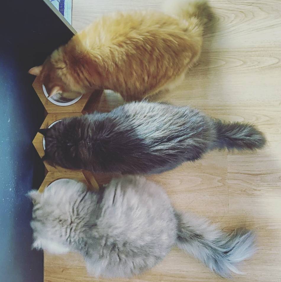 这个工作室可以让你一边绘画,一边撸猫,你想去吗