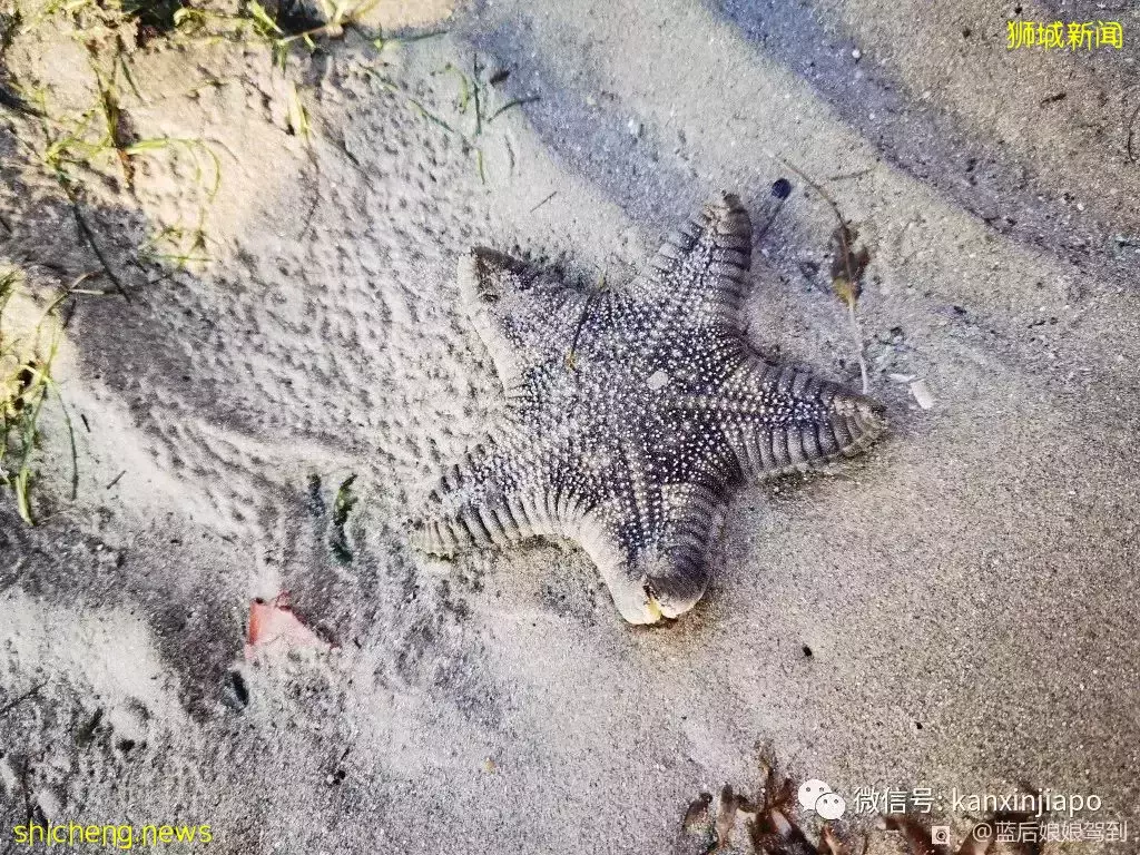 去樟宜海滩赶海吧,那里有最美的日出和从未见过的海洋生物