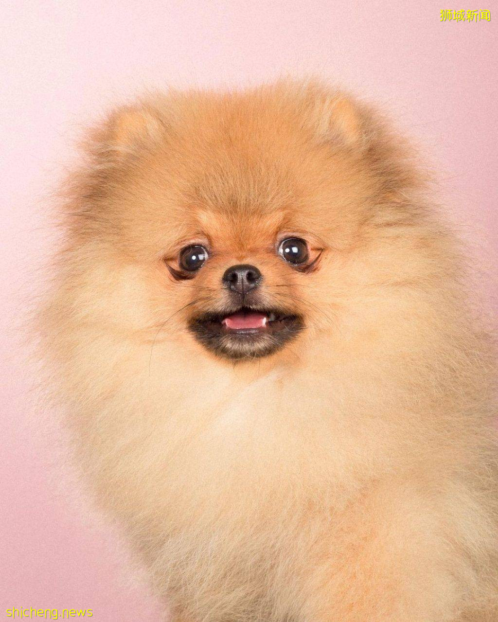 STUDIO03韩式自拍馆📷极简风背景、蓝牙操控拍摄✨还有宠物合照+证件照服务、文艺feel满分💯