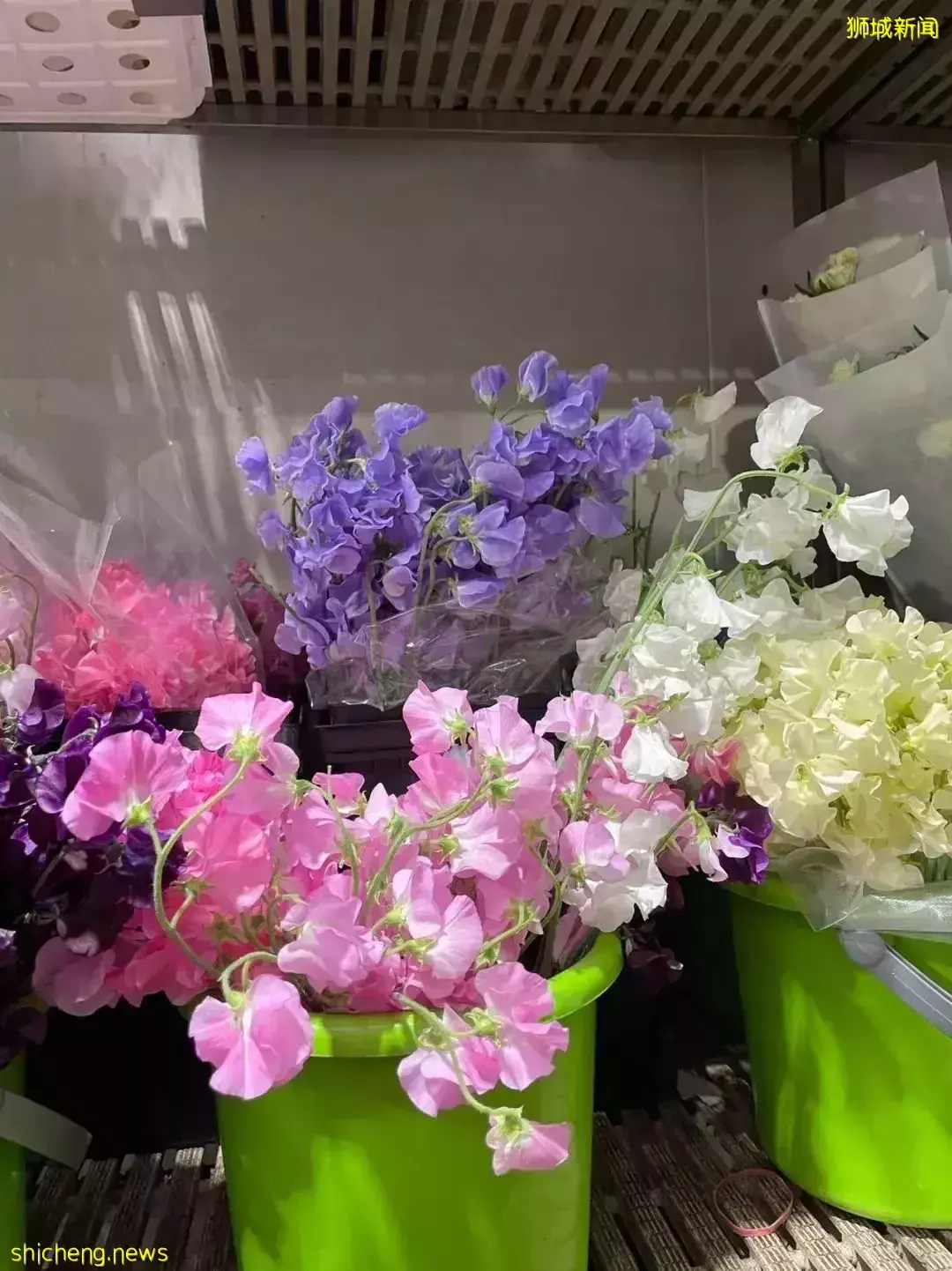 鮮花在熱帶也能養1個月？資深花友新加坡買花、養護大揭秘