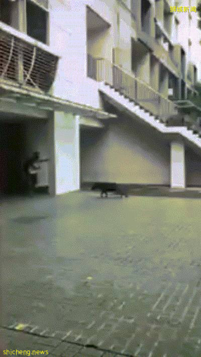 新加坡地鐵惹誰了?野雞、野豬輪番轟炸!