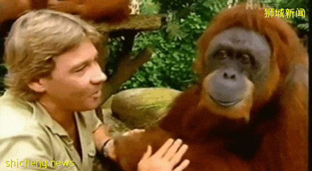 號外!新加坡可以認養企鵝、猩猩、樹懶,能帶回家嗎!