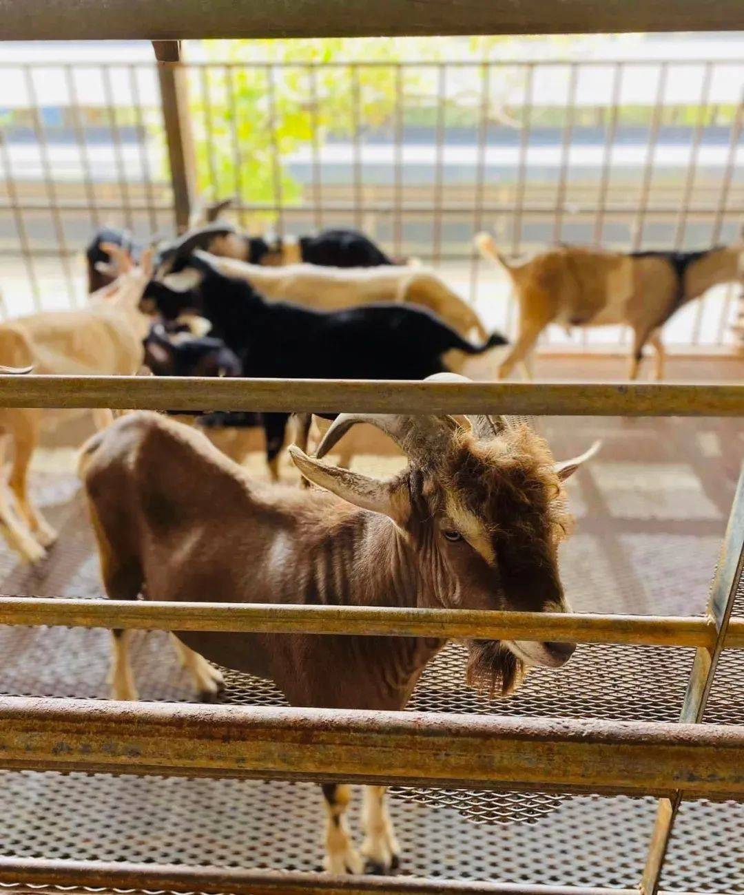 新加坡有機農場牧場？還能和羊咩咩親密接觸