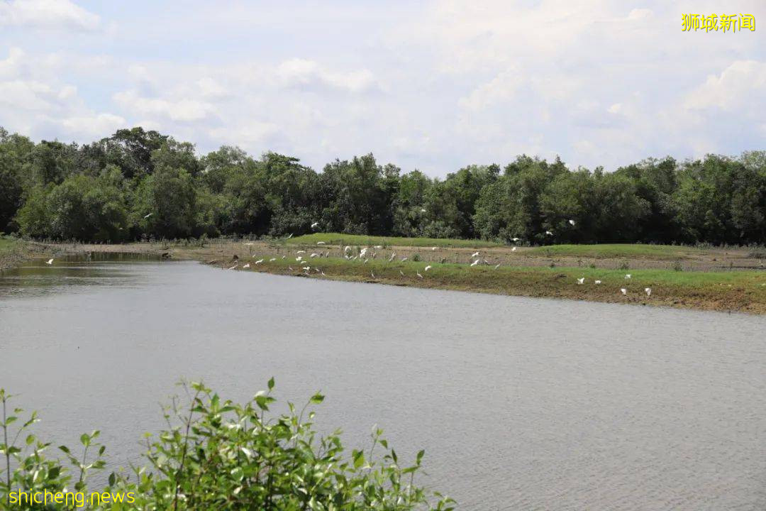 這個號稱新加坡最美濕地的遛娃好去處，竟然還能這麽玩