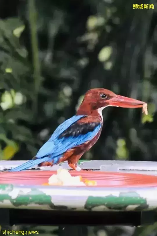 周末免费遛娃好去处，总统府又开放啦~还有表演和许多活动哦