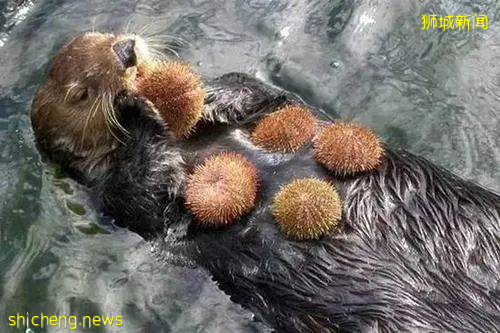 驚!大家竟然喜歡吃這個東西,獅城的你吃過嗎!