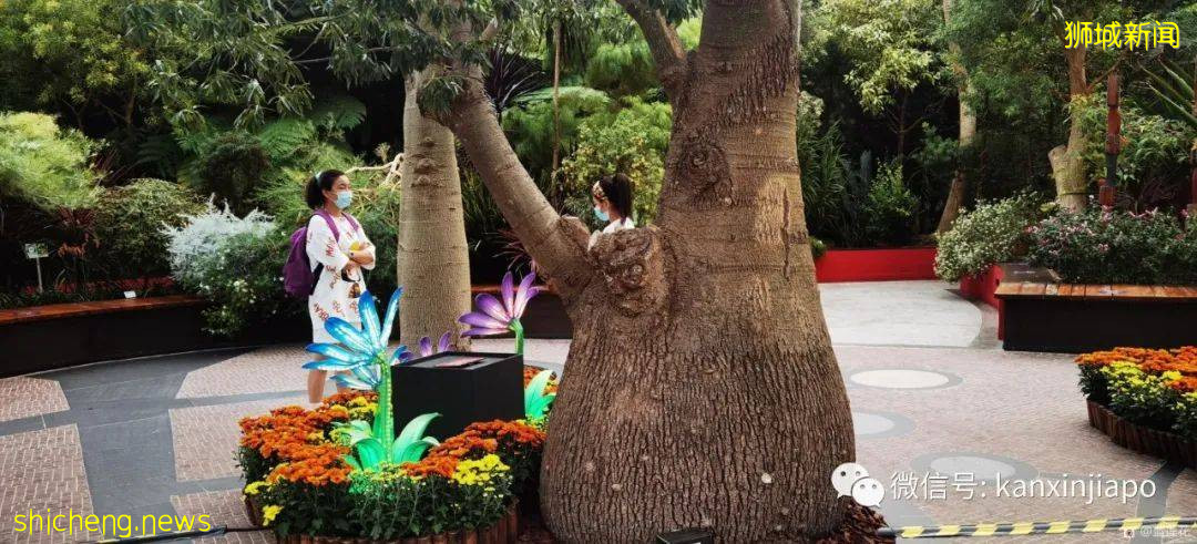 新加坡親子好去處！濱海灣～花穹～雲霧森林～空中步道半日遊