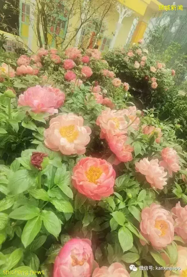 探访新加坡最美花园，只可惜这里的牡丹似乎缺少了点野性