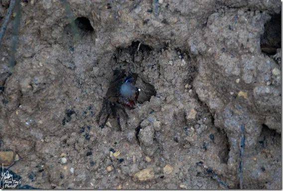 新加坡最好玩的海灘公園!趕海、騎馬、劃艇、樹籬迷宮、燒烤露營,超適合家庭出遊