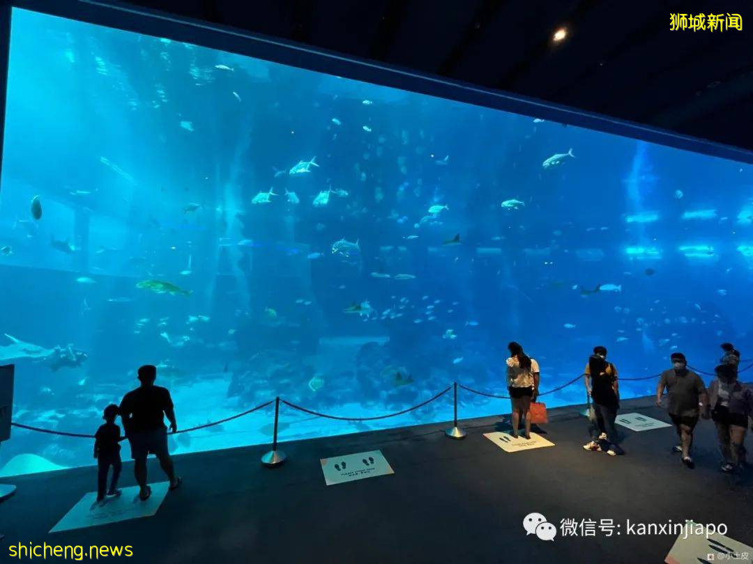 亞洲最大的海洋館,原來在新加坡