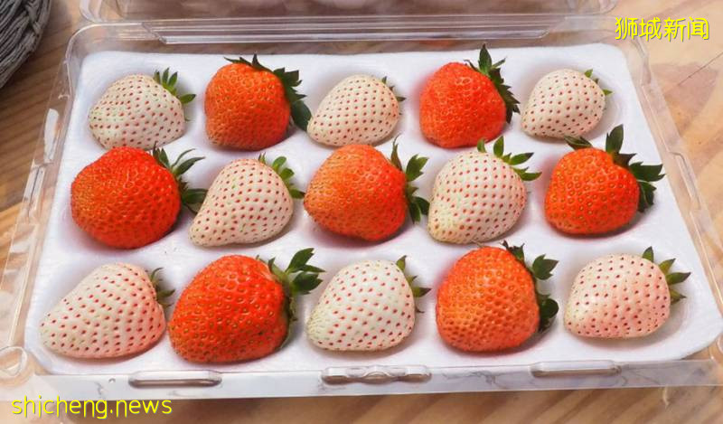 新加坡Don Don Donki即將開新店!逛3小時找出20件超人氣産品推薦