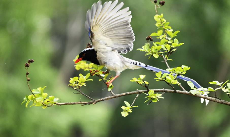 新加坡 一不小心,就犯法