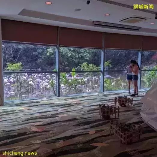 小朋友超爱！裕廊飞禽公园露营！和火烈鸟一起度过美好夜晚